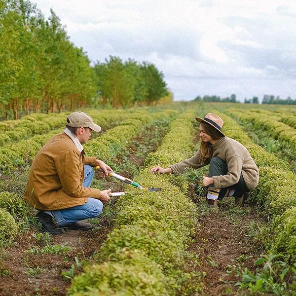 Agricultura Sostenible: Cultivando un Futuro Resiliente