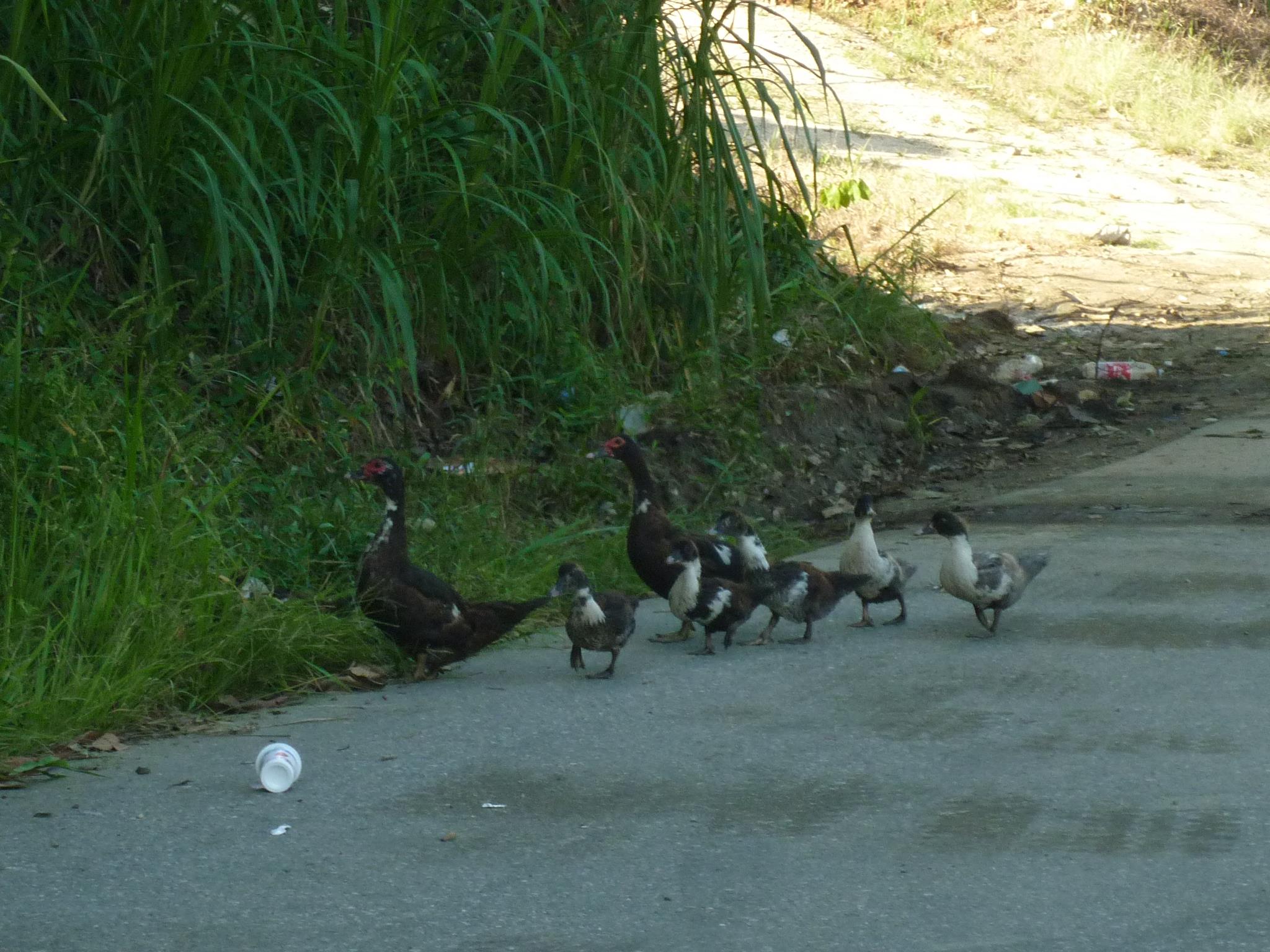 aldea  ecologica amazonica autosustentable