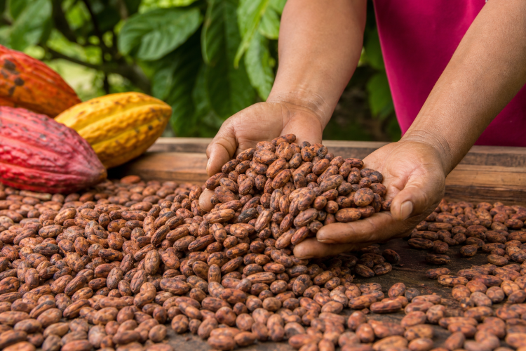 Asociación de productores del Alto Vichada Kuyuvi - PROAGRO PSCW KUYUVI