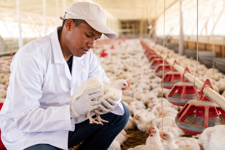 Asociación De Víctimas Emprendedoras De Pescado Medio - Asovemp