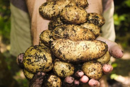 Agroecología