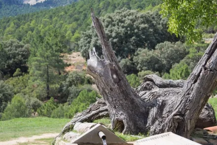Terreno en la Sierra del Segura