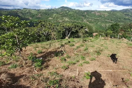 Finca Aurora en San Agustin, 1hec.