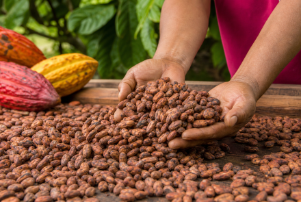 Asociación de productores del Alto Vichada Kuyuvi - PROAGRO PSCW KUYUVI