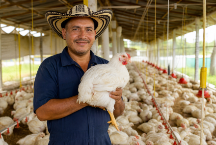 ASOCIACION AGROPECUARIA MI CAMPO ALEGRE DEL MUNICIPIO  DE SIMITI - ASACAMPA